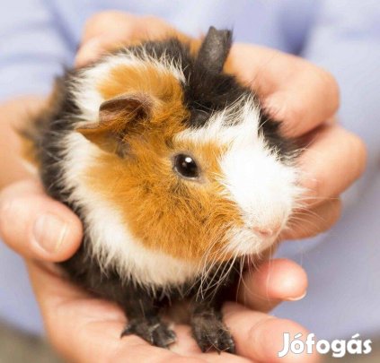 Eladó picúr kislány tengerimalacok