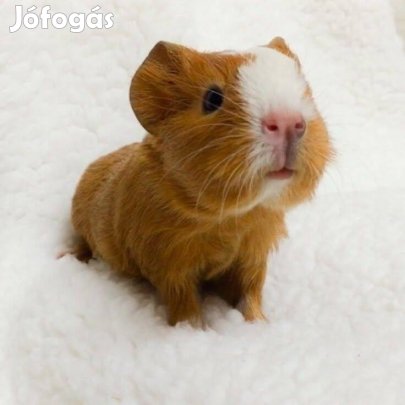 Eladó picúr tengerimalacok