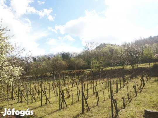 Eladó pince telekkel a Szent György hegyen