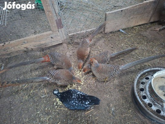 Eladó piros arany fácán