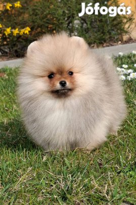 Eladó pomerániai törpespitz legkisebb pomi méret