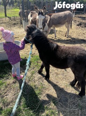 Eladó poni csikó