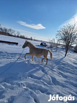 Elado póni csődör csikó