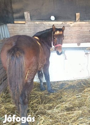 Eladó póni fógatt!!!250
