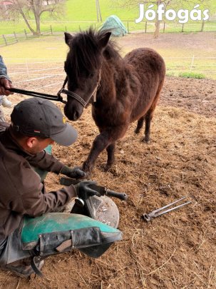 Eladó póni kanca csikó