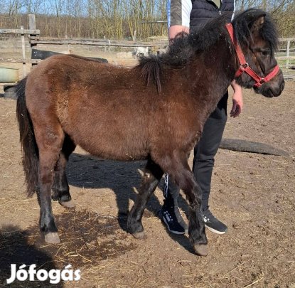 Eladó póni ló