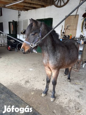 Eladó póni ló