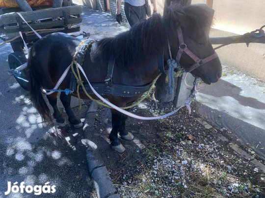 Eladó póni lovaskocsival