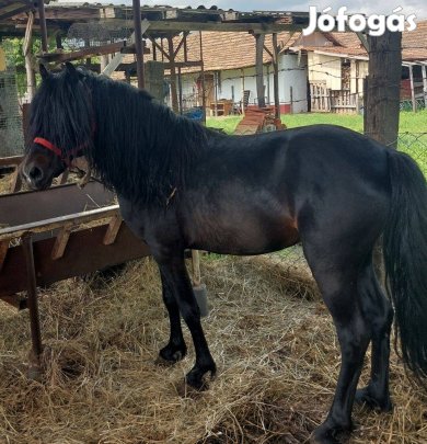 Eladó póni mén