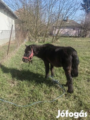 Elado poni vagy csere