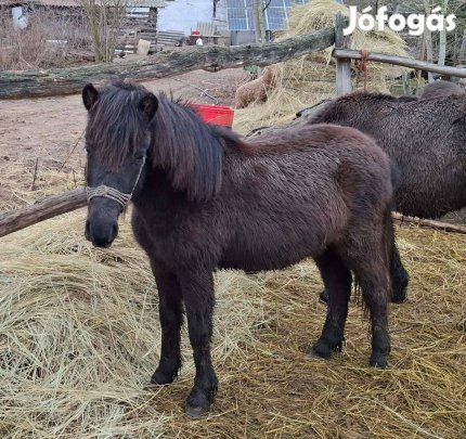 Eladó pónicsikó