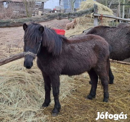 Eladó póniló