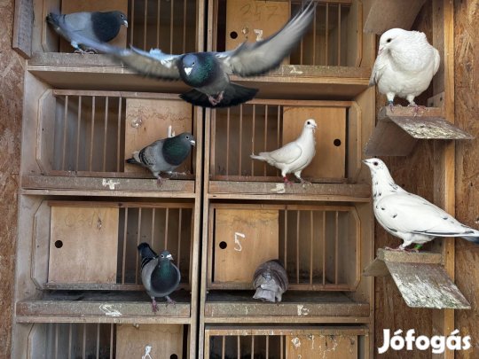 Eladó postagalambok