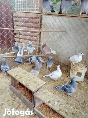 Eladó postagalambok