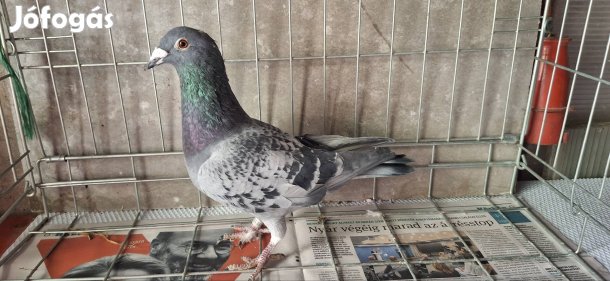 Eladó postagalambok