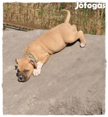 Eladó premium törzskönyves amstaff szuka kiskutya