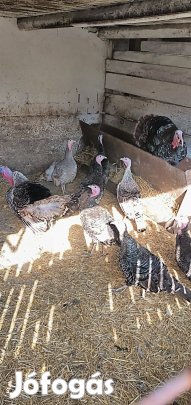 Eladó pulyka