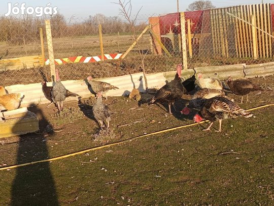 Eladó pulyka