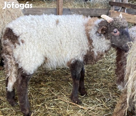 Eladó racka kos bárányok