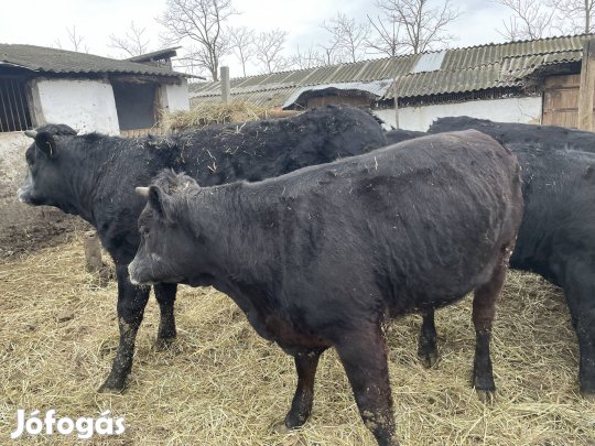 Eladó rakatni való üsző