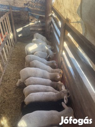 Eladó regisztrált birkák és bárányok