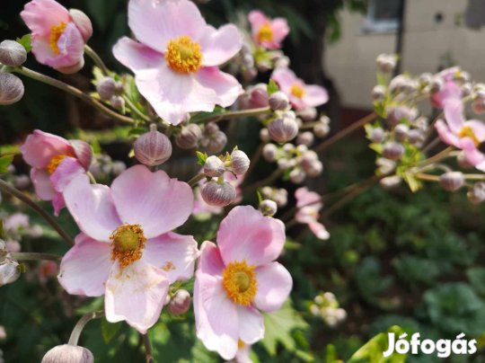 Eladó rózsaszín szellőrőzsa évelő virág