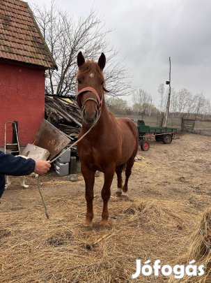 Eladó sárga csődör csikó