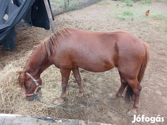 Eladó sárga csődör póni
