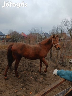 Eladó sárga kanca ló