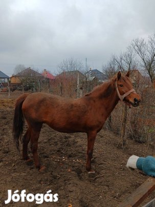 Eladó sárga kisbéri félvér kanca