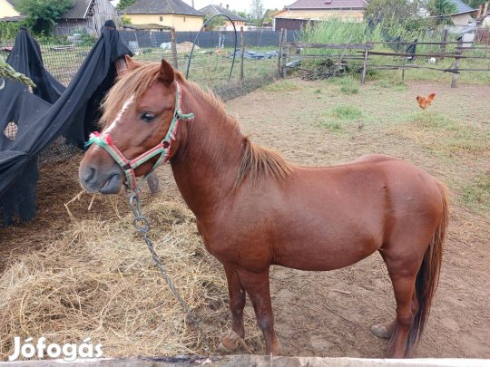 Eladó sárga póni csődör