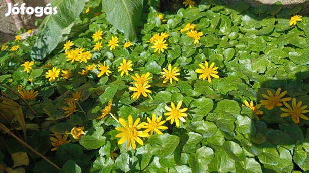 Eladó sárga virágú kerti évelő növény salátaboglárka