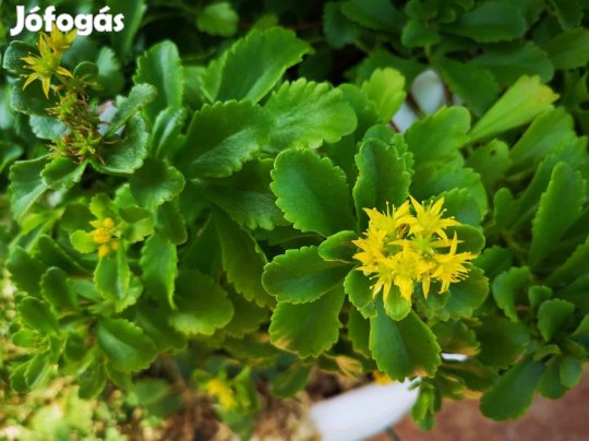 Eladó sárga virágú varjúháj