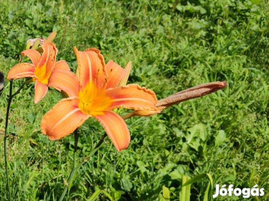 Eladó sásliliom tövek