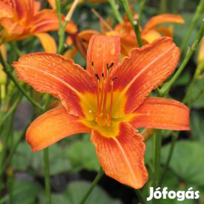 Eladó sásliliom virág