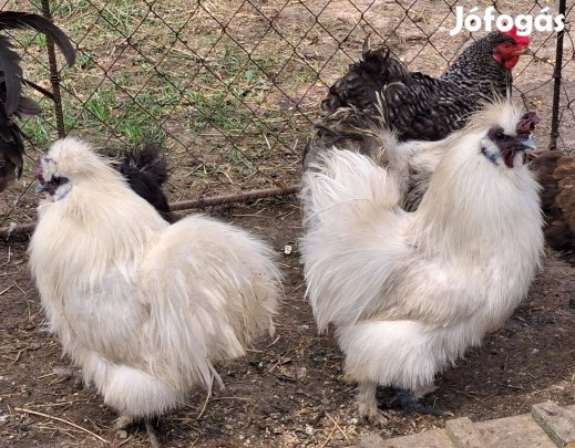 Eladó selyem kakasok