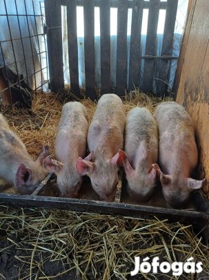 Eladó sertés