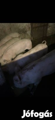 Eladó sertés