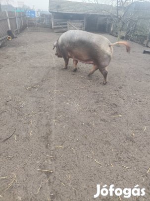 Eladó sertés