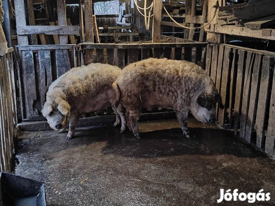 Eladó sertés