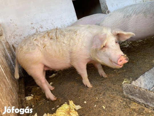 Eladó sertés