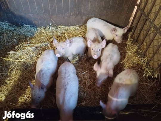 Eladó sertés