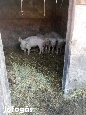 Eladó sertések