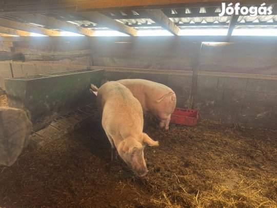 Eladó sertések