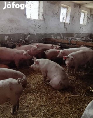 Eladó sertések