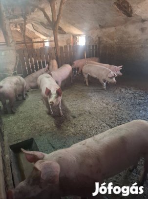 Eladó sertések!