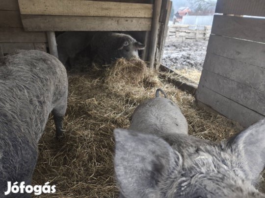 Eladó sertések!