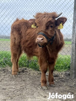 Eladó skót felföldi marha