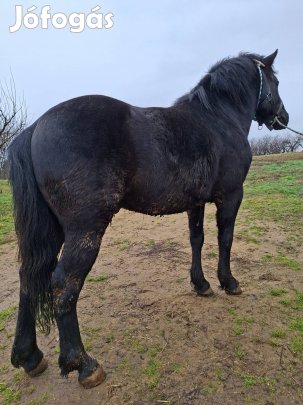 Eladó sodrott csikó