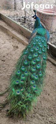 Elado spalding páva család Lentiben !